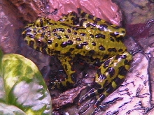 New frogs