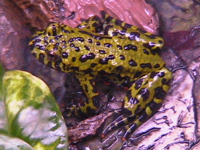 New frogs