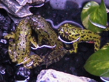 My first toads