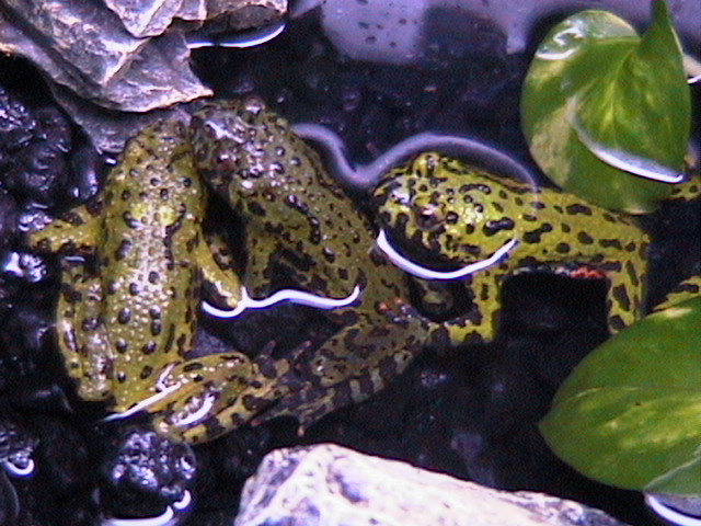 My first toads