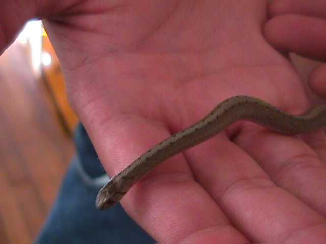 what kind is it?
