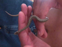 help!!  what kind of snake is it?