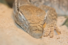 sleepy