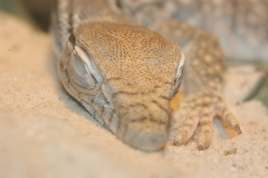 sleepy