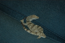 sleeping monitor