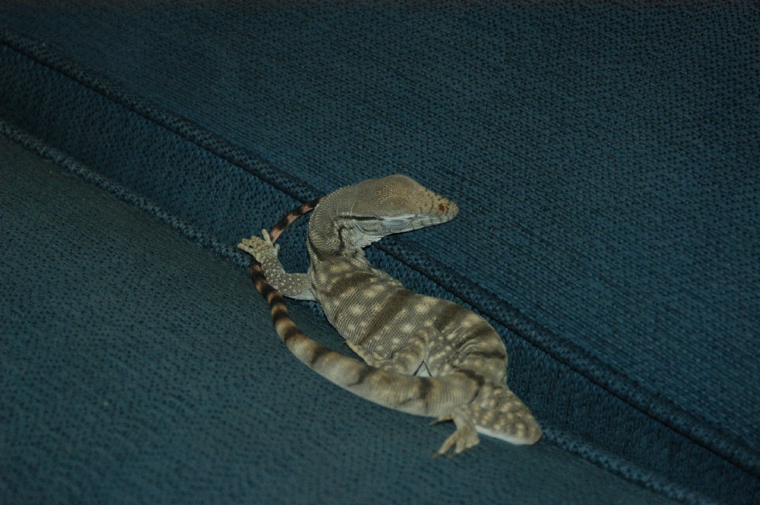 sleeping monitor