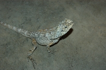 frilled dragon