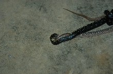 snake eating snake
