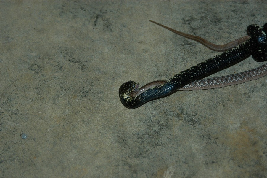 snake eating snake