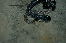 snake eating snake