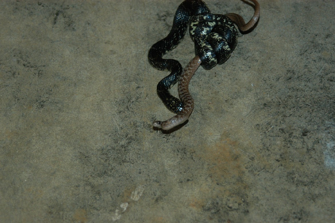 snake eating snake