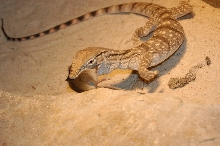 desert eating2