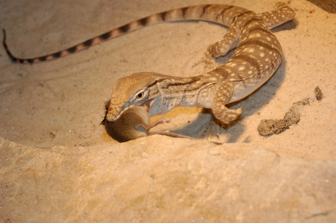desert eating2