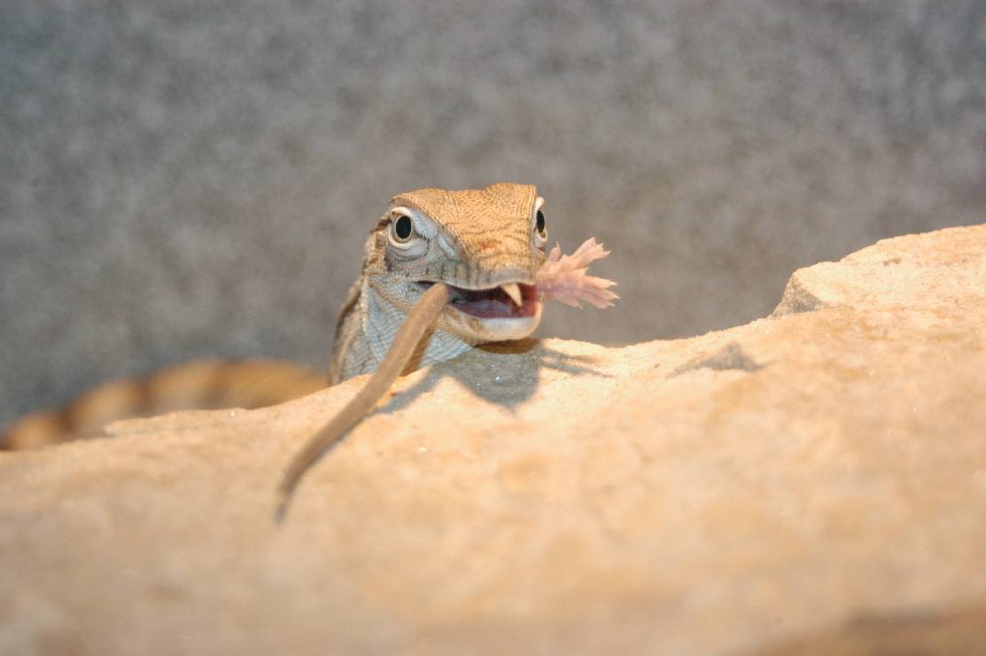 desert eating3