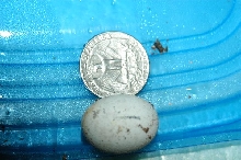 what kind of egg?