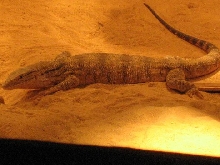 iran desert monitor