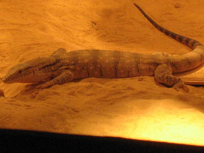 iran desert monitor