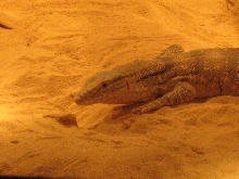 iran desert monitor