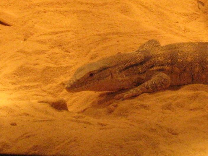 iran desert monitor