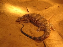 iran desert monitor