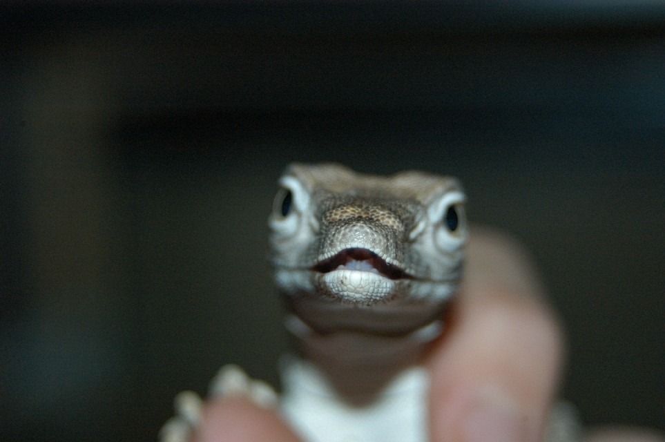 desert monitor