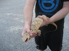 pissed griseus