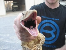 another pissed griseus