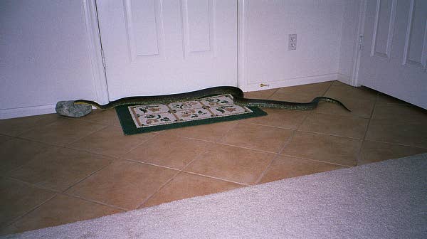 Mackloti at the door