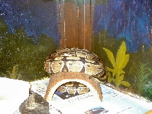 ball pythons
