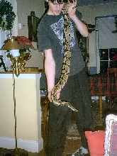 normal female ball python