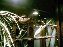 male amazon