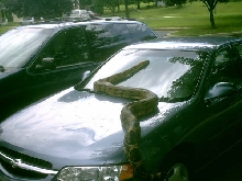 big boa