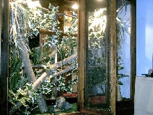 Amazon Tree Boa Enclosure