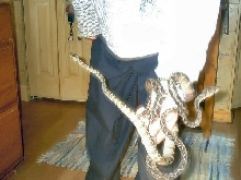 Amazon Tree Boas