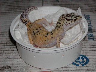 *2*