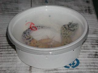 *3*