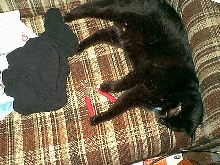 Salem, ready to help