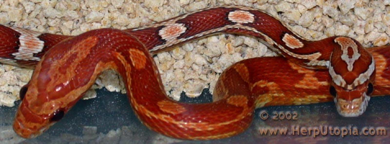 Hypo & Crimson