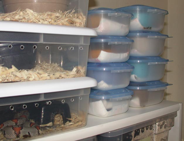 neonate apartments