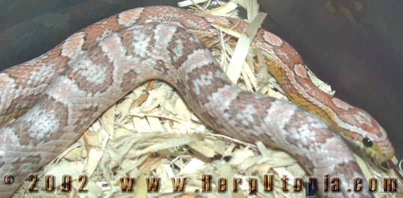 Vermont - female '00 ghost corn