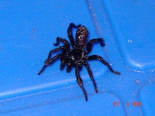 Spider