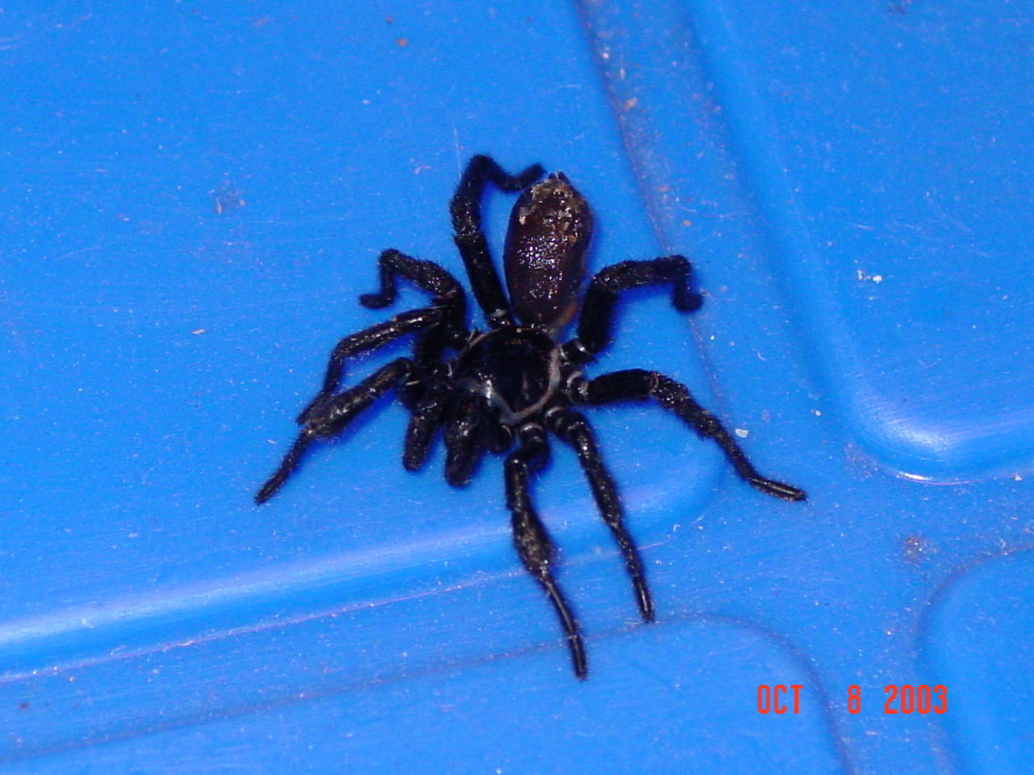 Spider