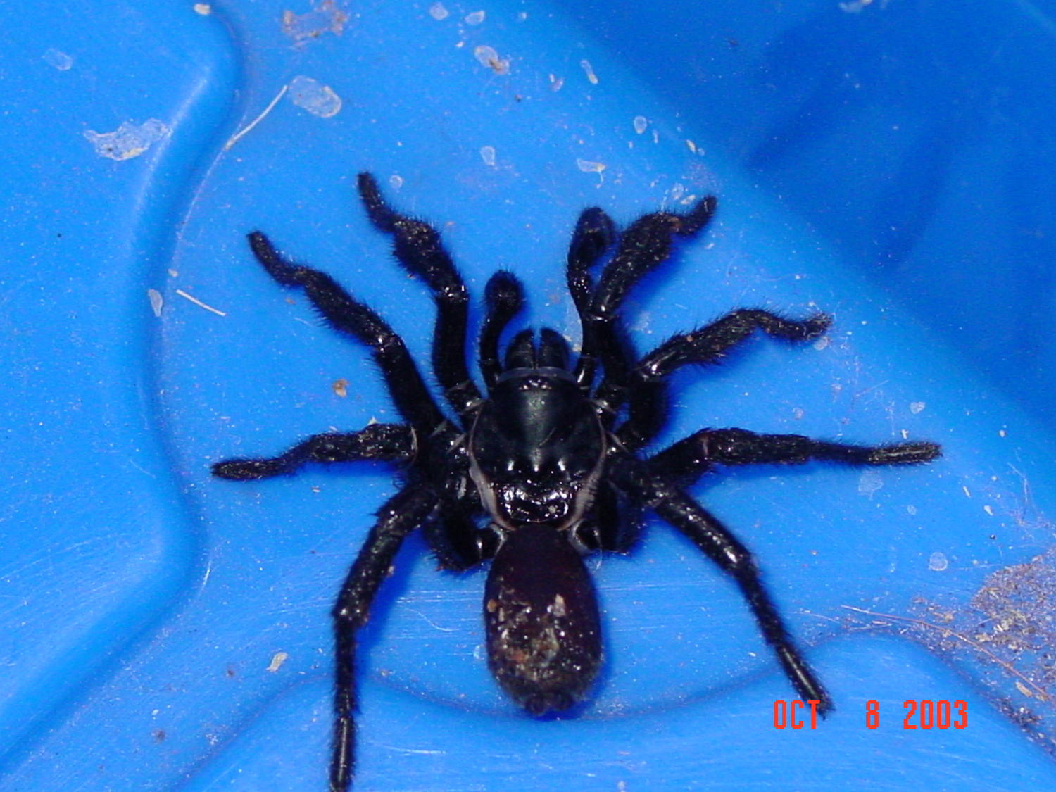 Spider