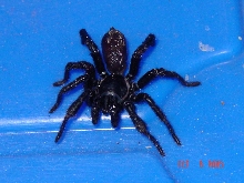 Spider