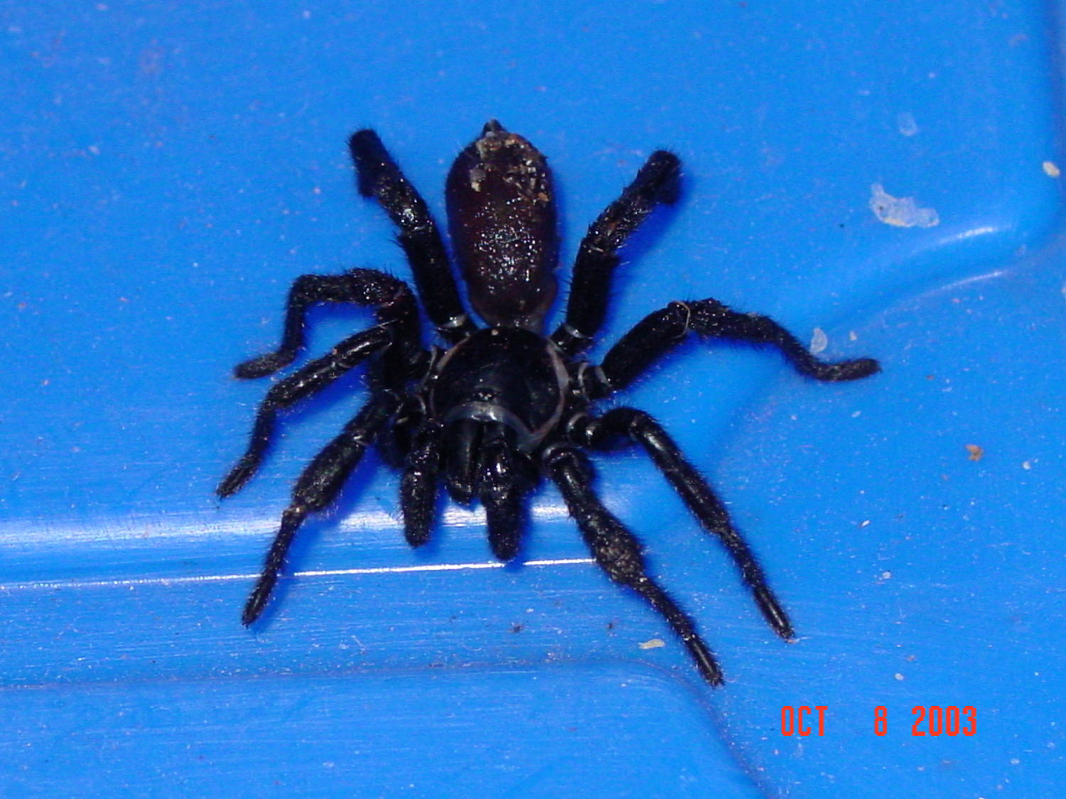 Spider