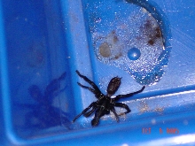 Spider