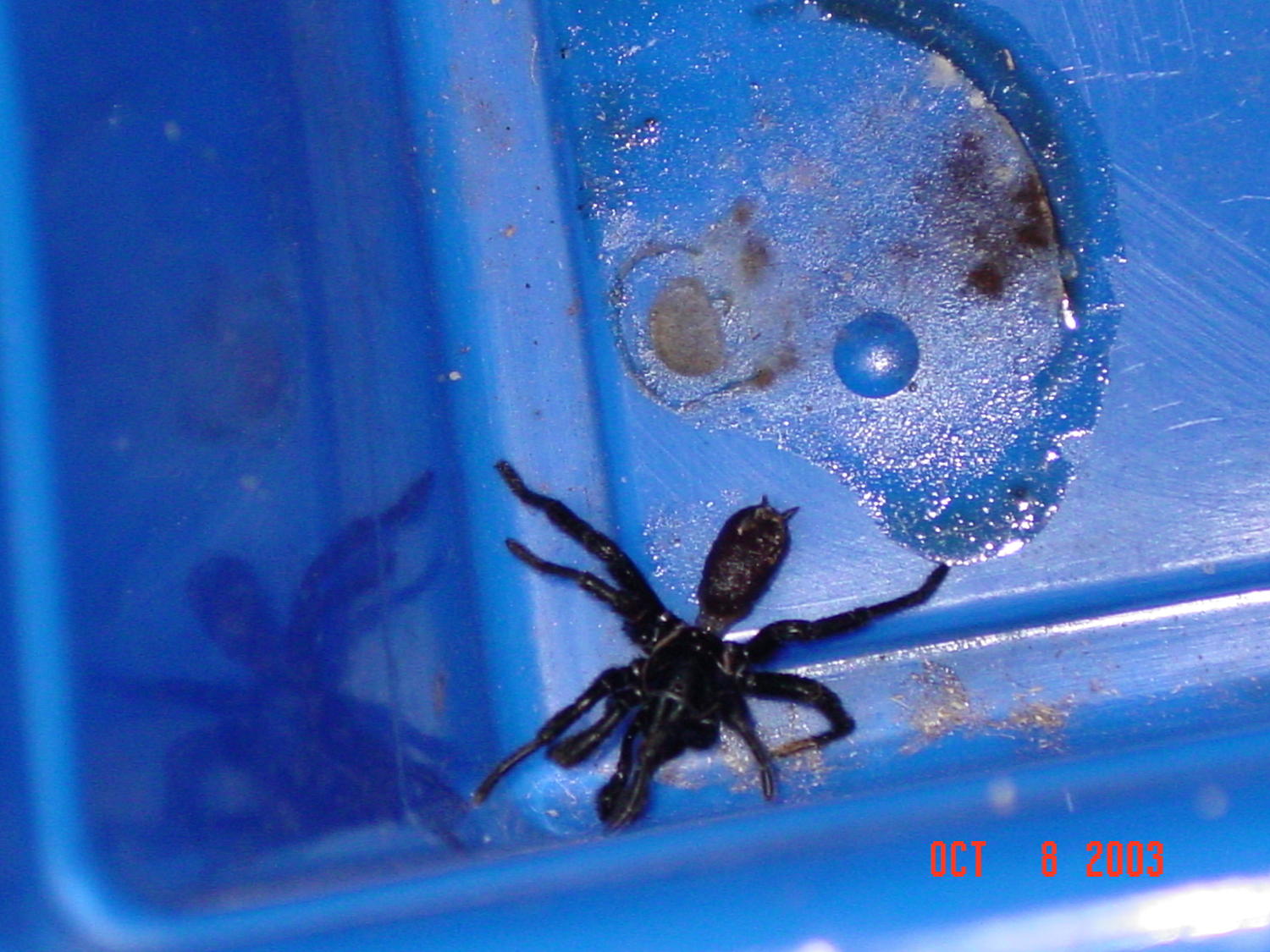 Spider