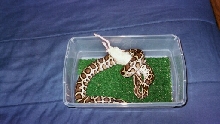 Atlas eating