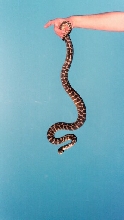 Male Irian Jaya