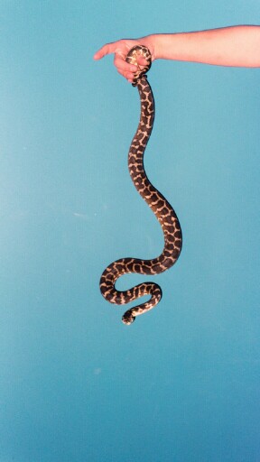Male Irian Jaya